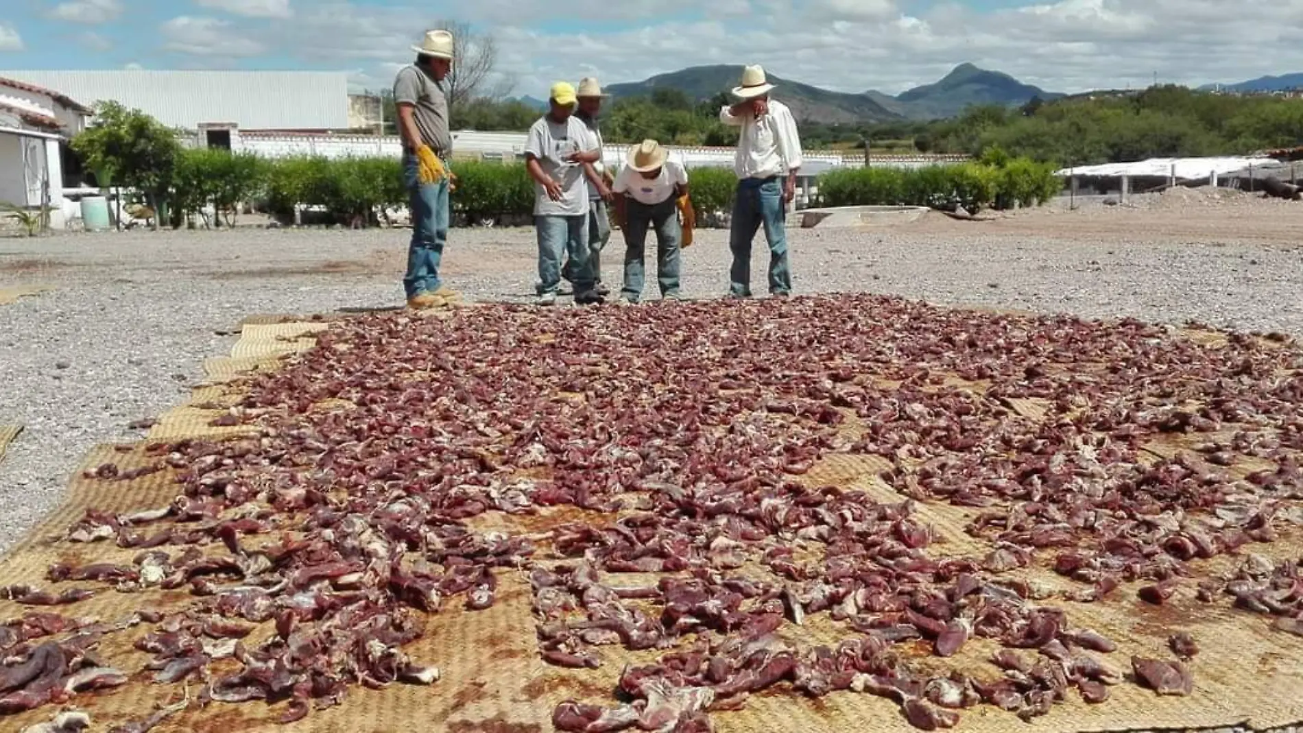 MOLE DE CADERAS